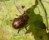 Emarhopa rufa